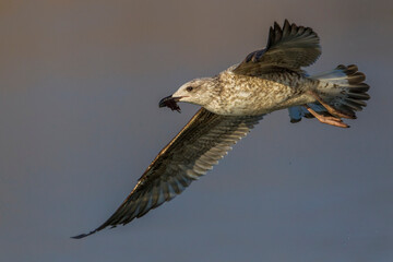 Geelpootmeeuw; Yellow-legged Gull; Larus michahellis