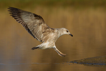 Geelpootmeeuw; Yellow-legged Gull; Larus michahellis