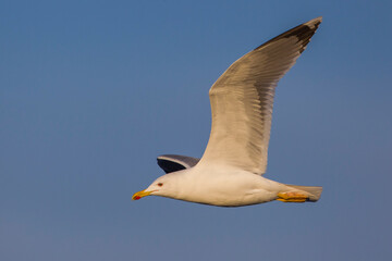 Geelpootmeeuw; Yellow-legged Gull; Larus michahellis