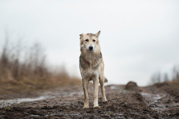 Very dirty and wet mixed breed shepherd dog