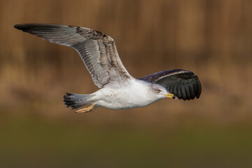 Geelpootmeeuw; Yellow-legged Gull; Larus michahellis