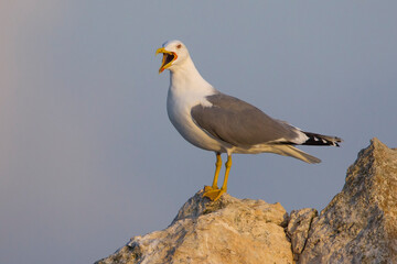 Geelpootmeeuw; Yellow-legged Gull; Larus michahellis