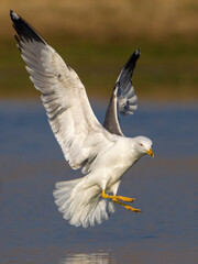 Geelpootmeeuw; Yellow-legged Gull; Larus michahellis