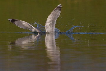 Geelpootmeeuw; Yellow-legged Gull; Larus michahellis