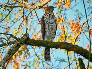 Closeup of Copper's Hawk Sits and Hunts on Tree Branch with Blood on Talons and Autumn Leaves Blurred in Background with Bright Blue Morning Sky