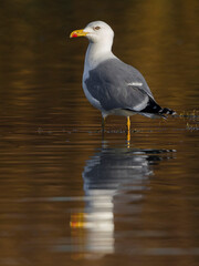 Geelpootmeeuw; Yellow-legged Gull; Larus michahellis