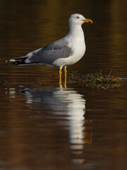 Geelpootmeeuw; Yellow-legged Gull; Larus michahellis