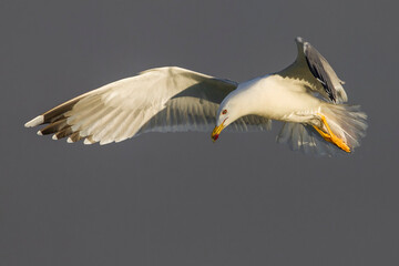 Geelpootmeeuw; Yellow-legged Gull; Larus michahellis