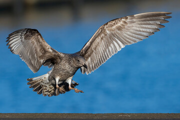 Azoren Geelpootmeeuw; Azores Yellow-legged Gull; Larus michahellis ssp atlantis