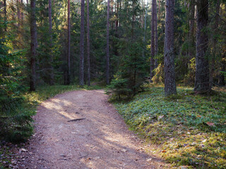 narrow winding trail in a dark forest among fir trees