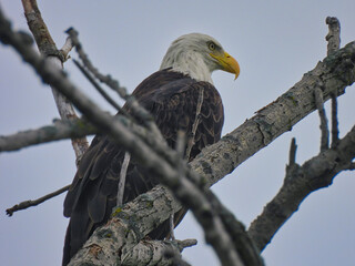 Bald Eagle Perched in Tree: American Symbol Bald Eagle Bird of Prey Perched Among Bare Tree Branches Looks Forward Against Cloudy Sky with Gray Overcast Sky Showing Yellow Beak and White Head Feathers