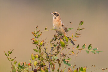 Japanse Rietgors; Ochre-rumped Bunting; Schoeniclus yessoensis