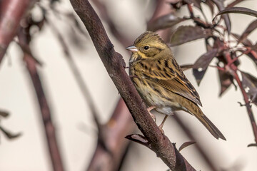 Maskergors; Black-faced Bunting; Emberiza spodocephala