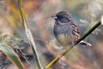 Fototapeta premium Maskergors; Black-faced Bunting; Emberiza spodocephala