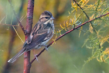 Maskergors; Black-faced Bunting; Emberiza spodocephala