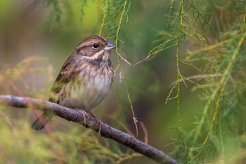 Maskergors; Black-faced Bunting; Emberiza spodocephala