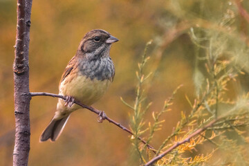 Maskergors; Black-faced Bunting; Emberiza spodocephala