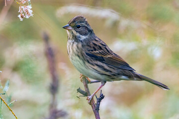 Maskergors; Black-faced Bunting; Emberiza spodocephala