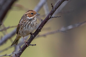 Dwerggors; Little Bunting; Emberiza pusilla
