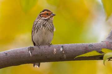 Dwerggors; Little Bunting; Emberiza pusilla