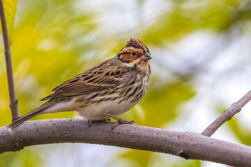 Dwerggors; Little Bunting; Emberiza pusilla