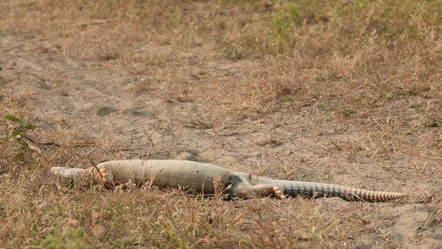 Close shot of a half dead spiny tailed lizard or Uromastyx taking some last breaths of life after attacked by an eagle in tal chhapar sanctuary rajasthan churu india