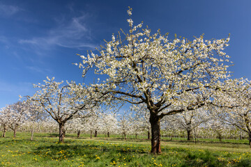 Fototapeta na wymiar Cherry tree blossom near Ockstadt