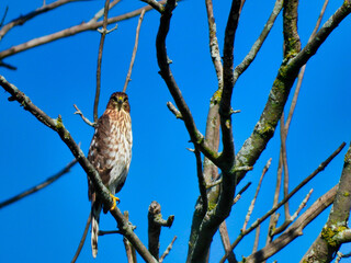 Cooper's Hawk in Tree: A cooper's hawk bird of prey perched in a bare , dead tree with a bright blue sky in the background as it stares intensely looking for prey