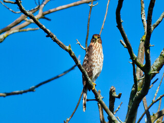 Cooper's Hawk in Tree: A cooper's hawk bird of prey perched in a bare , dead tree with a bright blue sky in the background as it stares intensely looking for prey
