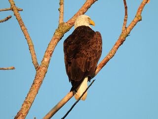 Bald Eagle on Branch: A bald eagle bird of prey perched on a dead branch looks intensely in front of itself on a summer day with a blue sky in the background