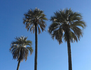 three palm trees