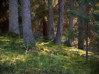 old dark fir forest sun shining through branches