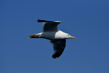 Fototapeta na wymiar Single seagull flying in a blue sky as a background,seagull in the sky