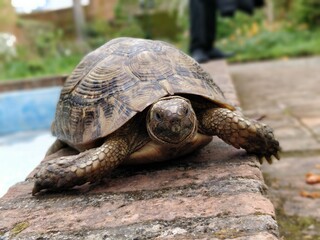 turtle on the ground