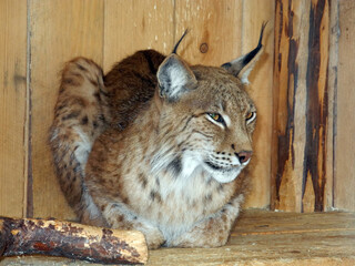 portrait of a lynx