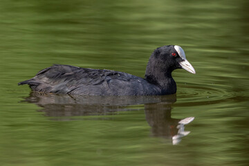 Bläßhuhn (Fulica atra)