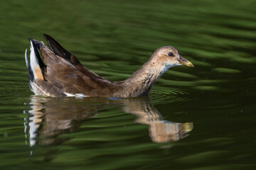 Grünfüßiges Teichhuhn (Gallinula chloropus) Jungvogel