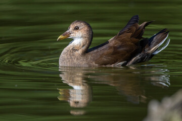 Grünfüßiges Teichhuhn (Gallinula chloropus) Jungvogel