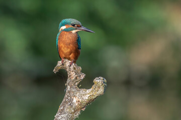 Eisvogel (Alcedo atthis) Jungvogel