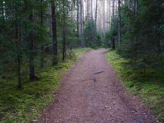 narrow winding trail in a dark forest among fir trees