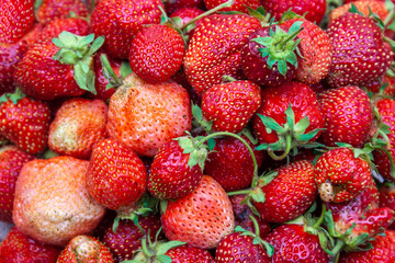 Freshly picked strawberries. Close-up.