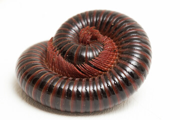 The millipede rolled into a circle isolated on white background .
