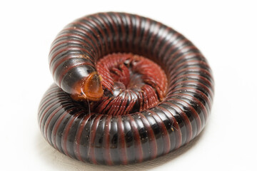 The millipede rolled into a circle isolated on white background .
