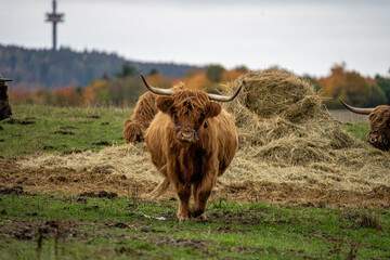 Long-haired brown longhorn highland cattle on meadow in hessen, germany