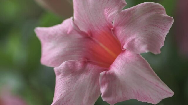 Pink Sundaville flower closeup, Ermelo, NLD. Static shot