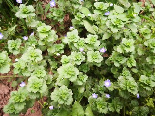 beautiful purple Veronica persica flowers blooming in garden