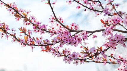 Spring background, flowering trees. Pink sakura flowers in sunny weather