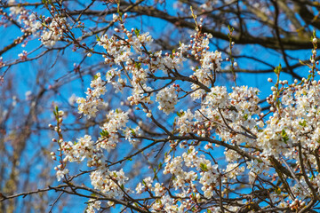 Plum blossoms. Plum flowers on a background of blue sky