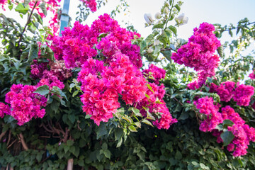 Fototapeta premium Blüten auf Madeira