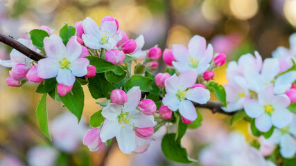 Apple blossoms. Apple flowers and buds on a tree branch